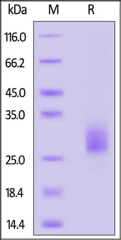 ACROBiosystems Biotinylated Human IL-17E / IL-25 Protein, His,Avitag (MALS