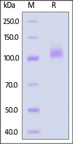 ACROBiosystems Biotinylated Human FCRL5 Protein, His,Avitag (MALS & SPR