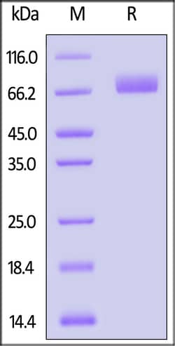 ACROBiosystems Biotinylated Human MAdCAM-1 Protein, Fc,Avitag (MALS verified),