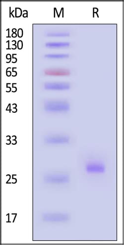 ACROBiosystems Human Matriptase / ST14 Catalytic Domain Protein, His Tag,