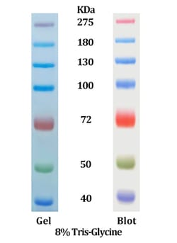 ACROBiosystems Star Ribbon Pre-stained Protein Marker (40-275 kDa), Quantity:
