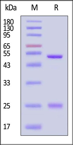 ACROBiosystems Mouse IgG2a Kappa Isotype Control (mAb), Quantity: Each