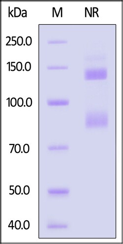 ACROBiosystems Biotinylated Mouse Integrin alpha V beta 5 (ITGAV &Tag Free,