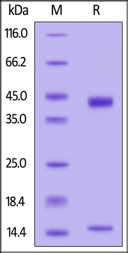 ACROBiosystems Biotinylated Human HLA-G&B2M&Peptide (RIIPRHLQL) Complex