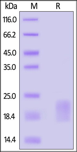 ACROBiosystems ActiveMax Mouse GM-CSF Protein, Tag Free, Quantity: Each