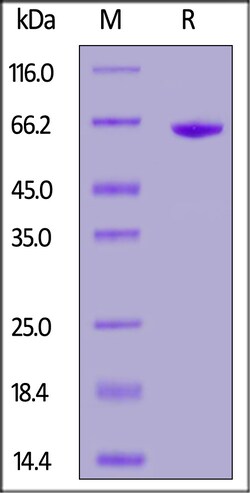 ACROBiosystems Biotinylated FMC63 scFv, Fc,Avitag (MALS verified), Quantity: