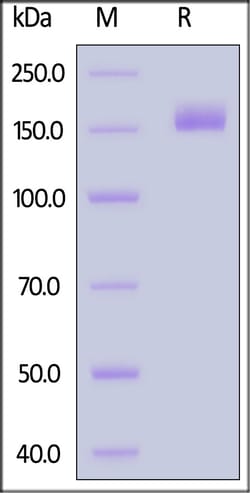 ACROBiosystems SARS-CoV-2 Spike Trimer Protein, His Tag (BQ.1.1.11/Omicron)