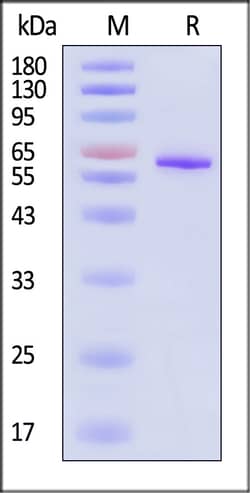 ACROBiosystems Human Catenin beta-1 Protein, His Tag (MALS verified), Quantity: