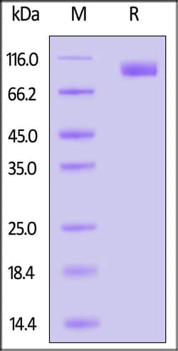 ACROBiosystems Biotinylated Human CEACAM-6 / CD66c Protein, Fc,Avitag (MALS