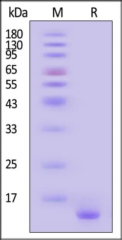 ACROBiosystems Human Alpha-Synuclein (A53T) Protein, Tag Free (MALS verified),