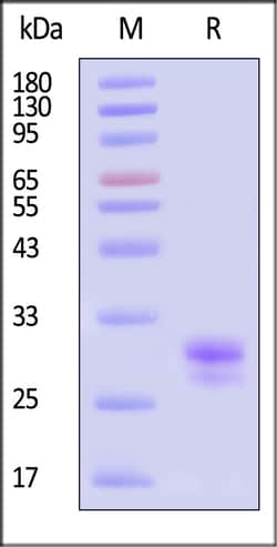 ACROBiosystems Cynomolgus/Rhesus macaque TL1A / TNFSF15 Protein, His Tag,