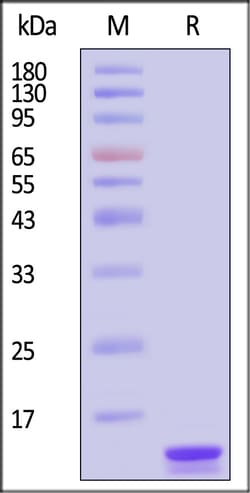 ACROBiosystems Human IL-2 Protein, premium grade, Quantity: Each of 1