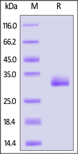 ACROBiosystems Human IgG1 Fc (C103S, D239E, L241E) Protein, Tag Free (MALS