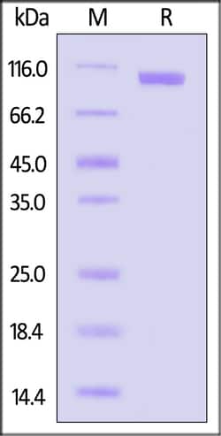 ACROBiosystems Rat Cadherin-17 / CDH17 Protein, His Tag (MALS verified),