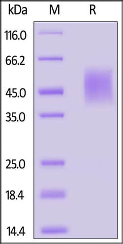 ACROBiosystems Biotinylated Mouse IL-2 R gamma Protein, His,Avitag (MALS