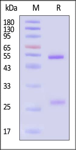 ACROBiosystems Human IgG1 (N297A) Kappa Isotype Control (mAb, carrier free,