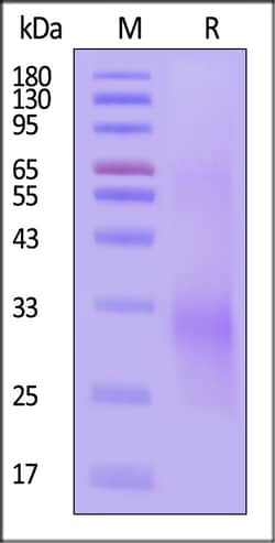 ACROBiosystems Human TRDC Protein, His Tag, Quantity: Each of 1