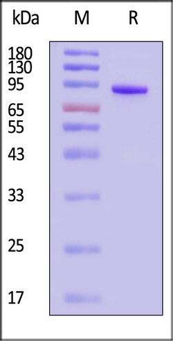 ACROBiosystems Cynomolgus Coagulation factor XI Protein, His Tag (SPR verified),