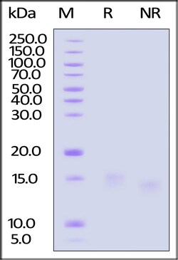 ACROBiosystems Human IL-15 Protein, premium grade, Quantity: Each of 1