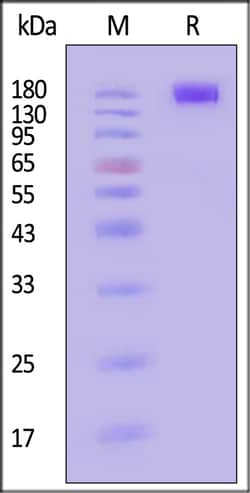 ACROBiosystems Human CD45 / PTPRC Protein, Llama IgG2b Fc Tag, low endotoxin,