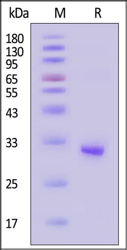 ACROBiosystems Human FOLR4 Protein, His Tag (MALS verified), Quantity: