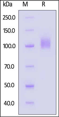 ACROBiosystems Human TrkC / NTRK3 Protein, Fc Tag, Quantity: Each of 1