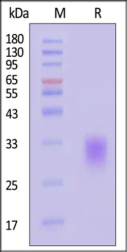 ACROBiosystems Biotinylated Human BTLA (31-150) Protein, His,Avitag (MALS