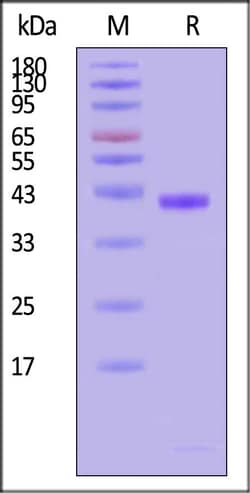 ACROBiosystems Biotinylated Human HLA-A*02:01&B2M Complex Protein (Peptide
