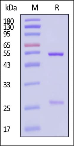 ACROBiosystems Human IgG1 Kappa Isotype Control (mAb, carrier free, MALS