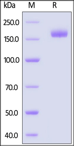 ACROBiosystems SARS-CoV-2 Spike Trimer Protein, His Tag (XBB.1.5/Omicron)