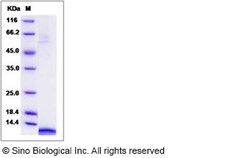 Sino Biological Recombinant Rhesus TARC/CCL17 Protein (His Tag), Quantity: