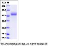 Sino Biological Recombinant Rat CD99 Protein (hFc Tag), Quantity: Each