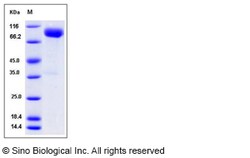 Sino Biological Mouse IL1RAPL1 Protein 100ug (Sino Biological), Quantity: