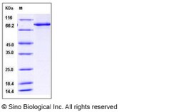 Sino Biological Human PTPRA Protein 500ug (Sino Biological), Quantity: