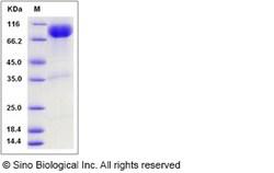 Sino Biological IL23R Protein 1MG (Sino Biological), Quantity: Each of