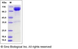 Sino Biological IL23R Protein 100ug (Sino Biological), Quantity: Each of