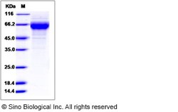 Sino Biological Rhesus FGFR4 Protein 100ug (Sino Biological), Quantity: