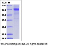Sino Biological Rhesus CD207 Protein 50ug (Sino Biological), Quantity: