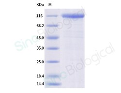 Sino Biological Recombinant Cynomolgus IL-12 R beta 2/IL12RB2 Protein (ECD,