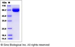 Sino Biological Recombinant Cynomolgus, Rhesus PD-L2/B7-DC Protein (hFc