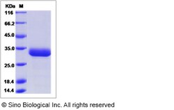 Sino Biological Cynomolgus ANGPT1 Protein 100ug (Sino Biological), Quantity: