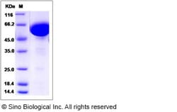 Sino Biological Rhesus CD200 Protein 100ug (Sino Biological), Quantity:
