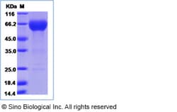 Sino Biological Cynomolgus Vsir Protein 500ug (Sino Biological), Quantity: