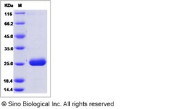Sino Biological Rat PRL2A1 Protein 100ug (Sino Biological), Quantity: Each