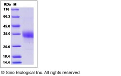 Sino Biological Cynomolgus ACVR2B Protein 100ug (Sino Biological), Quantity: