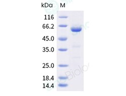 Sino Biological Cynomolgus NT5E Protein 50ug (Sino Biological), Quantity: