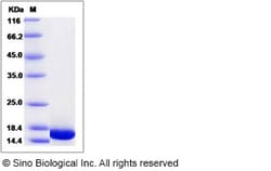 Sino Biological Cynomolgus FGF1 Protein 100ug (Sino Biological), Quantity: