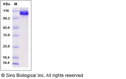 Sino Biological Rhesus EphA4 Protein 100ug (Sino Biological), Quantity: