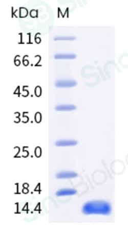 Sino Biological Human EGF Protein 1MG (Sino Biological), Quantity: Each