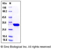 Sino Biological Mouse LXN Protein 50ug (Sino Biological), Quantity: Each